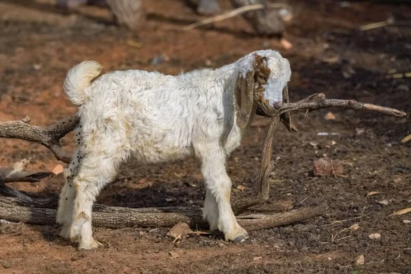 Afrika Bir Köyde Genç Bir Keçi Sevimli Bir Hayvan — Stok fotoğraf