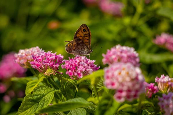 番石榴花上的墙褐色蝴蝶 — 图库照片