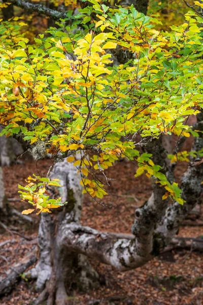 Vertical Shot Colorful Leaves Tree Hayedo Montajo Madrid — Stock Photo, Image
