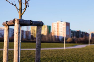 Güneşli bir günde Prag 'ın bulanık arka planında yürüme yolu ve binaları olan bir fidan ağacı.
