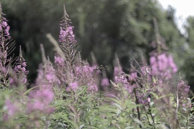 Bir tarlada yetişen mor lavanta çiçeklerinin yakın plan çekimi.