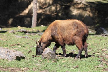 Güneşli bir günde Bhutan çimen otlatıyor