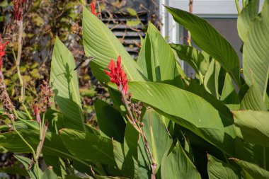 Bahçede zambak (canna paniculata) yakınında uçan bir sinekkuşu.