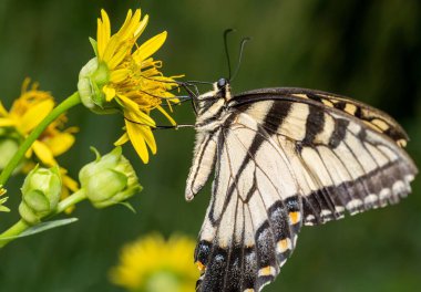 Papilio machaon kelebeğinin çiçeğe tünediği yakın plan.