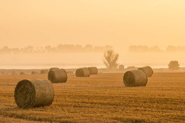 Sabaha karşı sisli havada saman balyalarıyla dolu bir tarla.