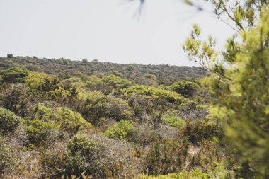 Kasvetli bir günde yeşil ağaçlarla dolu sık bir orman.