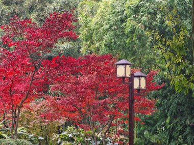 Parkta ağaçlarla çevrili bir lamba.