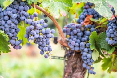 Taze olgun, üzüm bağında asılmış üzüm demetlerinin yakın çekimi.