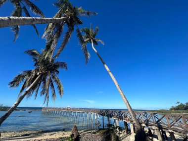 Palmiyelerle çevrili bir havadan deniz manzarası.