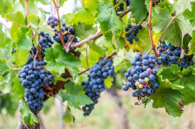Üzüm bağındaki bir üzüm bitkisinin seçici odak noktası.