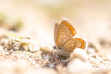 Bulanık bir arkaplanı olan, kumdaki mavi bir kelebeğin yakın çekimi.