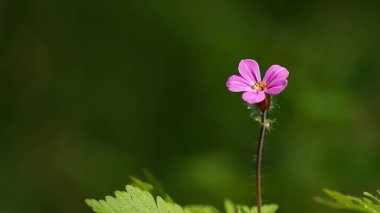 Bir tarlada pembe bir Robert 'ın sardunyasının (Geranium robertianum) yakın çekimi.