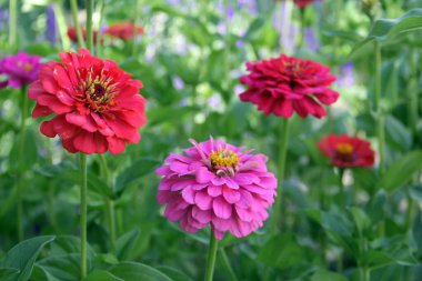 Bahçedeki pembe ve kırmızı zarif zinyanın (Zinnia elegans) seçici odağı