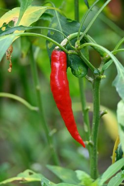 Bahçede kırmızı biberin dikey yakın çekimi..