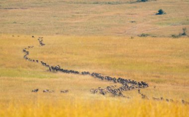 Altın tarlada gündüz vakti koşan mavi antilop sürüsünün manzarası.
