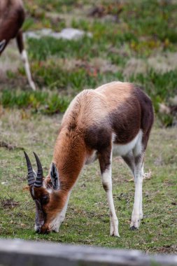 Bontebok 'un parkta otlaktan yemek yerken çekilmiş dikey bir fotoğrafı.