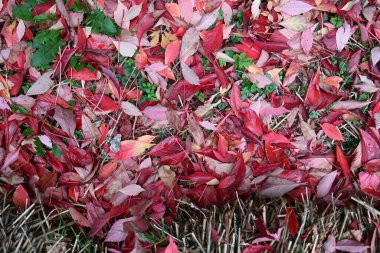 Polonya 'nın Malbrok şehrinde kırmızı sonbahar yaprakları yerde.
