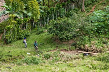 Yeşil çayırlar ve yarım yamalak tepe ağaçlarındaki iki yürüyüşçünün manzarası