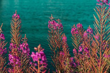 Norveç, Miosa Gölü 'nün yanında turkuaz çiçekli (Chamaenerion angustifolium) bitkiler