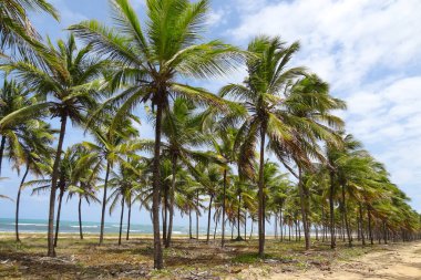 Bulutlu mavi gökyüzüne karşı birçok sıra palmiye ağacı