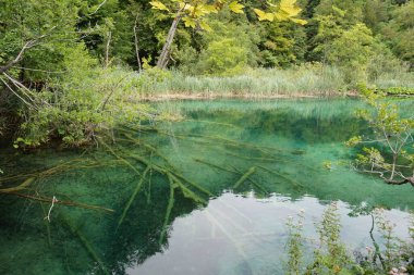 Plitvice Gölleri Ulusal Parkı 'ndaki ağaçlarla çevrili yeşil, berrak bir göle yakın çekim.