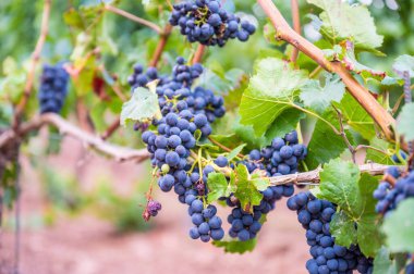 Sarmaşıklarda sallanan dolgun mor üzümler ve üzüm bağlarında yemyeşil yapraklar.