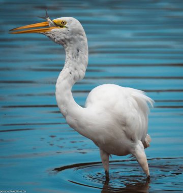 Gölde balık yiyen bir balıkçının seçici odak noktası.