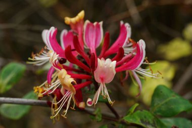 Çiçek açan bir çiçeğin seçici odak noktası.