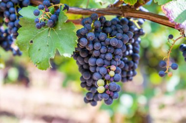 Taze olgun, üzüm bağında asılmış üzüm demetlerinin yakın çekimi.