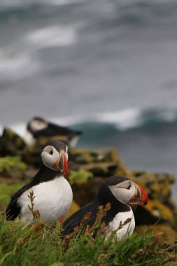 Bir grup Atlantik martısı arka planda gri suyla yüksek otlaklarda dikey çekim yapıyor.