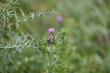 Tarlada seçici bir odak noktasında büyüyen bir devedikeni.