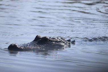 Sudaki bir timsahın yakın plan fotoğrafı.