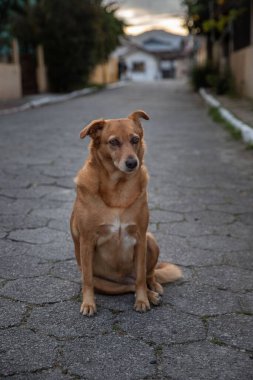 Bahçede duran kahverengi bir köpeğin yakın çekimi.