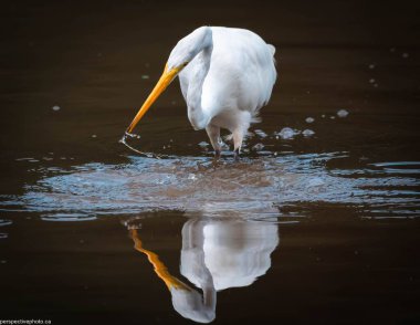 Gölün kenarında balık yiyen büyük balıkçıl manzarası.
