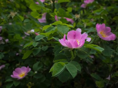 Bahçedeki seçici Peonia Mariel çiçeği.