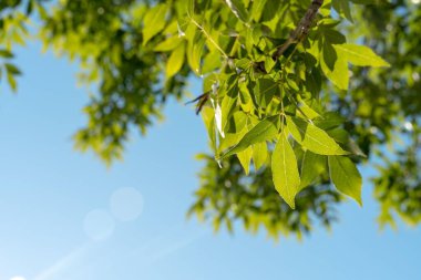 Yakından çekilen yeşil ağaç, güneşli bir günde mavi gökyüzünde büyür.