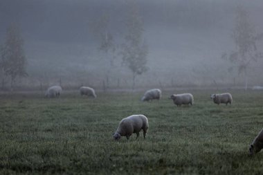 Sisli bir sabahta tarlada otlayan bir koyun sürüsü.