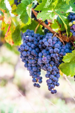 Asmadan sarkan olgun üzümlerin seçici odak noktası.