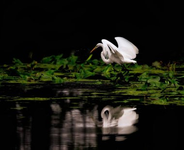 Nehrin kıyısındaki büyük bir balıkçıl. Gölgesi siyah bir arka planda izole edilmiş.