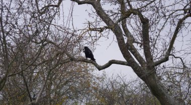 Kara kale kuşu (Corvus frugilegus) gün boyunca ağaç dalına tünedi.