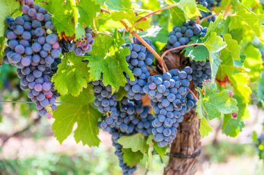 Taze olgun, üzüm bağında asılmış üzüm demetlerinin yakın çekimi.