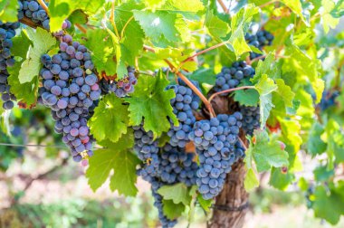 Taze olgun, üzüm bağında asılmış üzüm demetlerinin yakın çekimi.