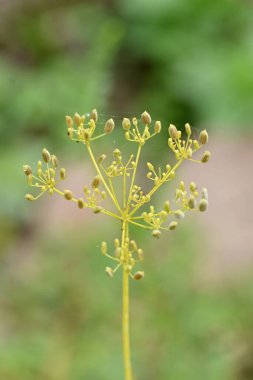 Bir tarlada büyüyen anason bitkisinin dikey görüntüsü.