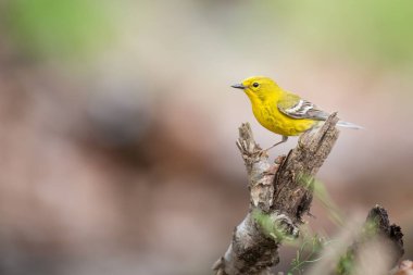 Güzel bir çam bülbülü görüntüsü.