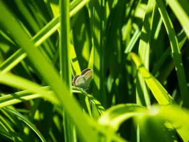 Kuyruklu bir Aşk Tanrısı 'nın (Cupido argiades) güneş ışığının altındaki yeşil çimlerde seçilmiş hali.
