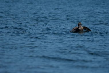 Sıradan bir balığın koyu mavi suda yüzerken sığ bir odak noktası.