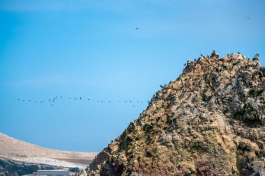 Ballestas Adaları 'ndaki bir uçurumda güzel bir kuş görüntüsü.