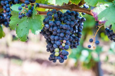 Taze olgun, üzüm bağında asılmış üzüm demetlerinin yakın çekimi.