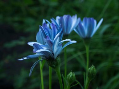 Yeşil yapraklarla çevrili gölgeli bir bahçede mavi Osteospermum çiçeklerinin yakın çekimi.