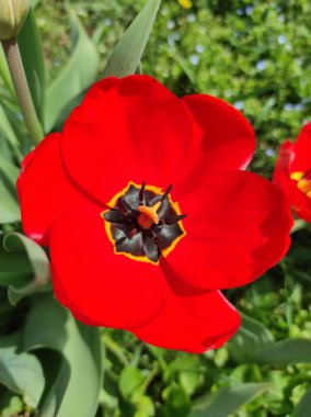 Güzel bir kırmızı bahçe lalesinin dikey yakın çekimi..